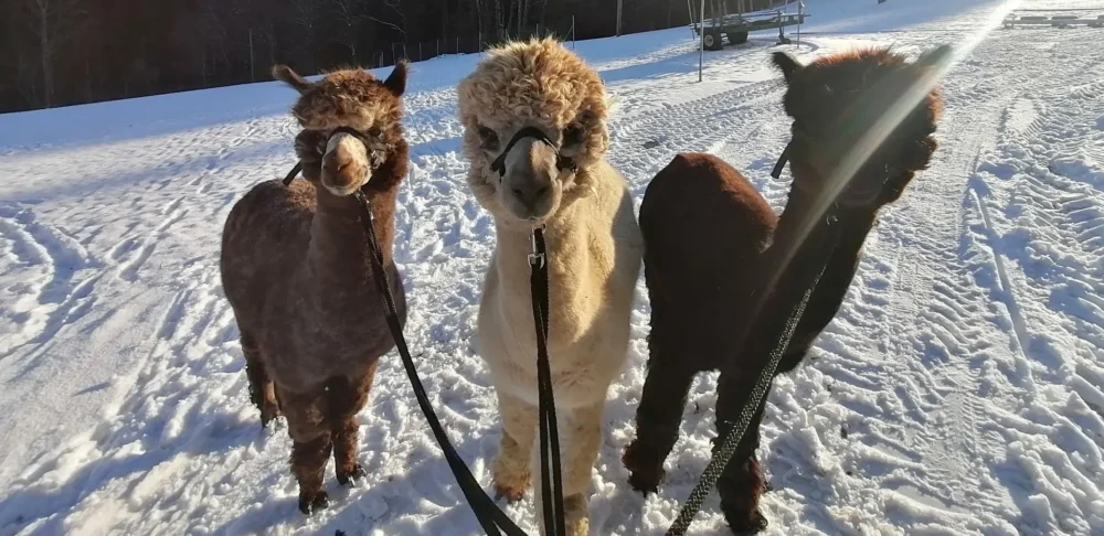 Drei Alpakas der Wenzelberg Alpacas bei einem winterlichen Spaziergang