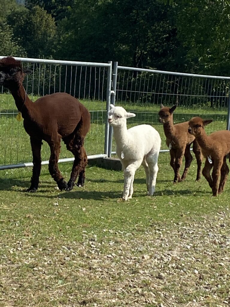 Alpakajungtiere mit der Herde auf der Wiese am Wenzelberg