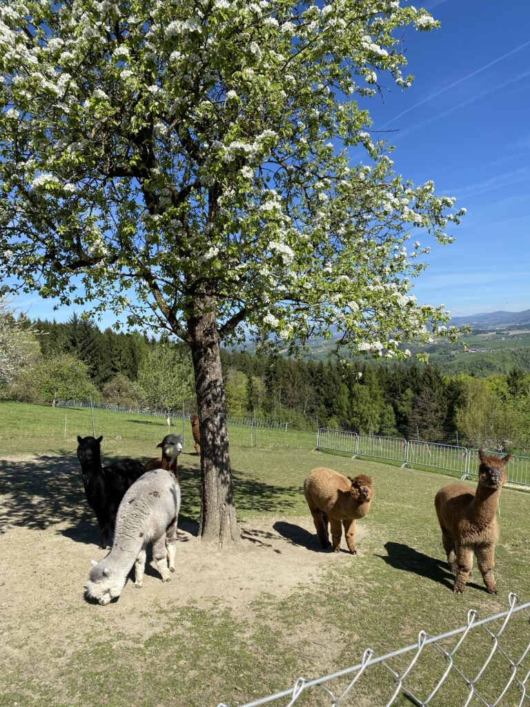 Alpakas unter einem blühenden Baum am Wenzelberg